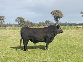 Low Birth Weight Alloura Angus Bull