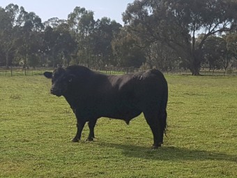 Low Birth Weight Alloura Angus Bull