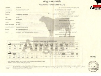 Low Birth Weight Alloura Angus Bull