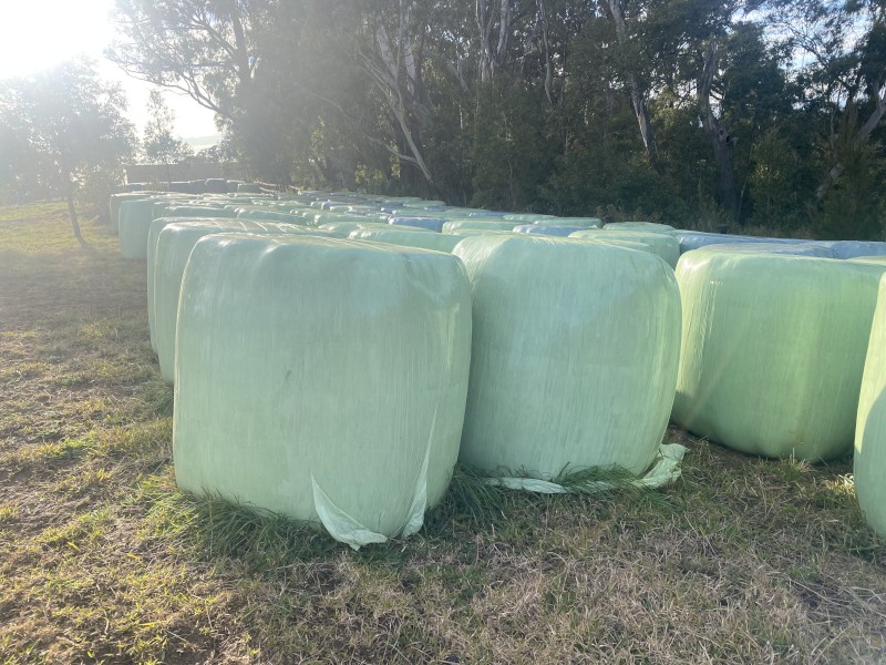 DYNA ANN RYEGRASS SILAGE 