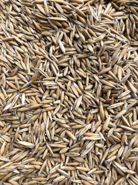 2020 Yarran Feed Oats