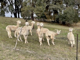 1 Alpaca wether for sale - herd guard or pet