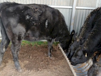 Angus/Holstein Friesian Cross Heifers; future vealer mothers