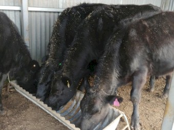 Angus/Holstein Friesian Cross Heifers; future vealer mothers