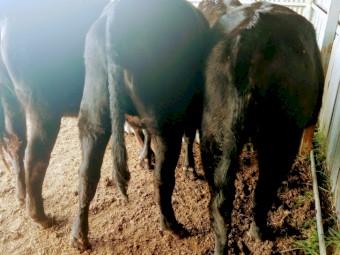 Angus/Holstein Friesian Cross Heifers; future vealer mothers