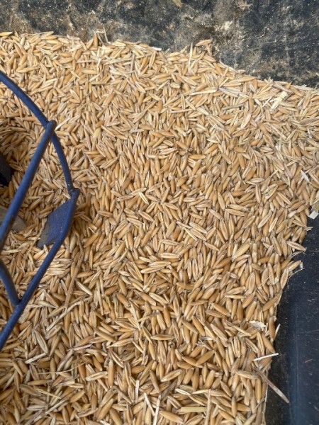 Feed or Seed Yarran Oats