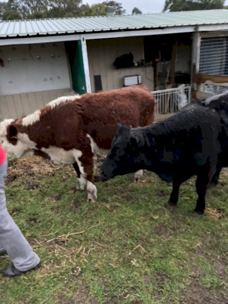 Angus Heifer x 1