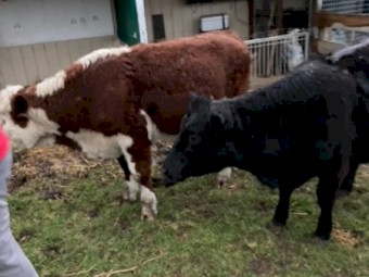Angus Heifer x 1