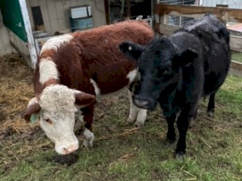 Hereford Steer x 1