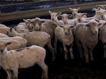 58 Southdown Cross Lambs