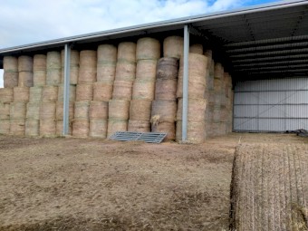 Italian Ryegrass & Shaftal Clover 5x4 Rolls