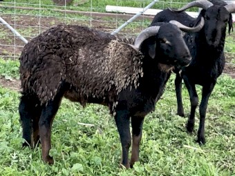 Damara Rams 