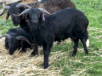 Damara Rams 