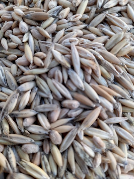 40-50t Feed Oats