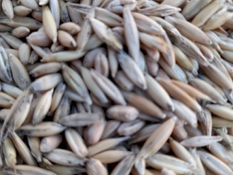 40-50t Feed Oats