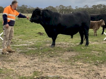 Reduced Price: Black Angus Bull for Sale