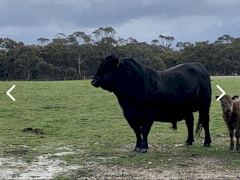 Reduced Price: Black Angus Bull for Sale