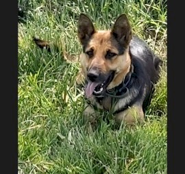 German Shepard 3yr old Female