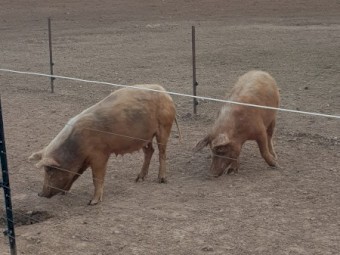 Pig Farm Clearance- Bulk Lot