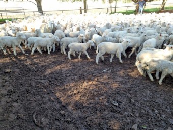 600 2nd X Store Lambs SAMM Cross White Suffolk