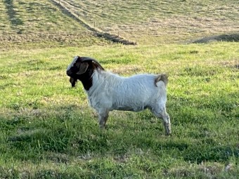 Boar Buck 