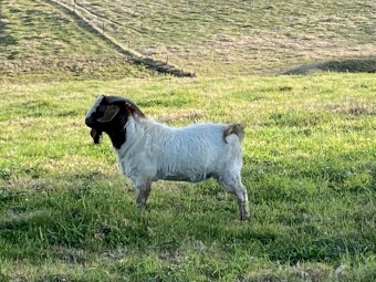 Boar Buck 