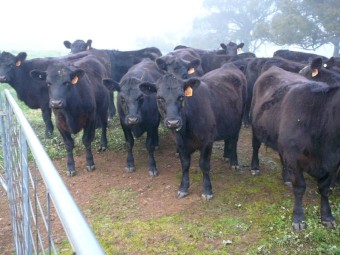 Angus Heifers