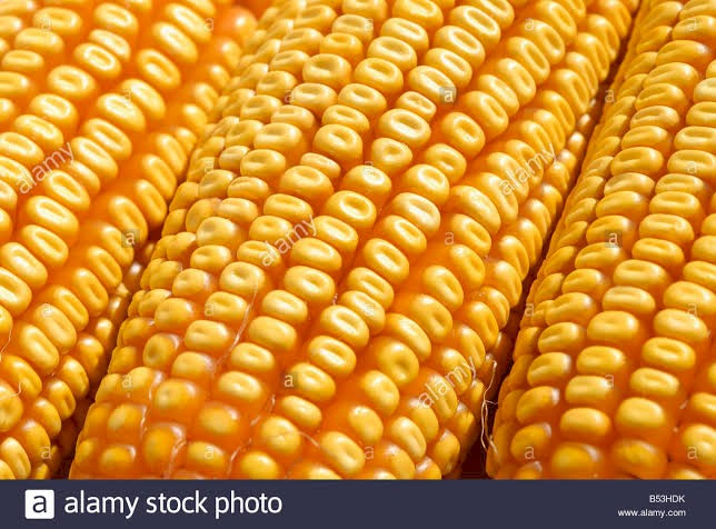 WANTED White or Yellow Dent/Field Corn