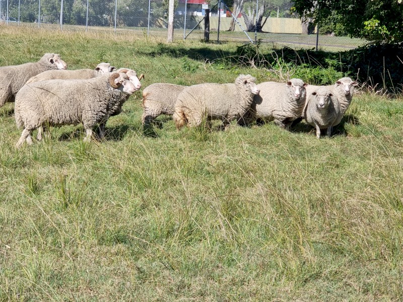6 x Ewes, 2 Rams & 1 Lamb