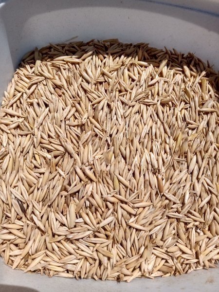 22T Clean Oats