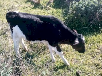  4 month AI Friesian bulls 