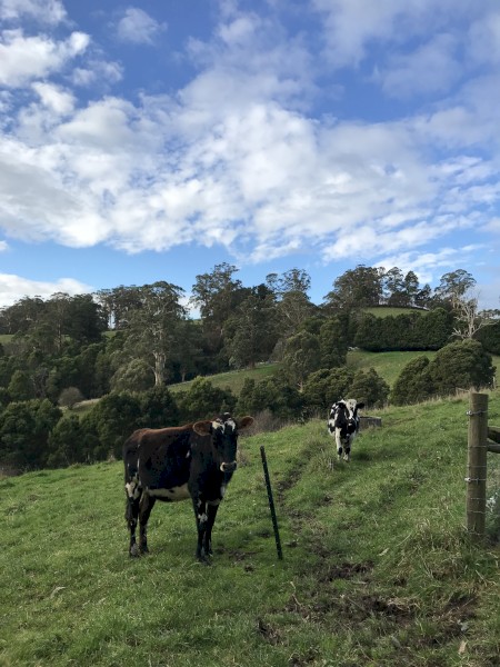 2 x Jersey x Friesian Heifers 