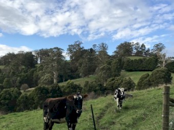2 x Jersey x Friesian Heifers 