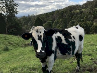 2 x Jersey x Friesian Heifers 