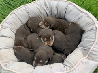 Kelpie Pups