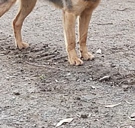 15 month old Kelpie x Male for sale