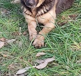 German Shepard 3yr old Female