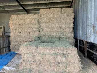 Lucerne Small Square Bales