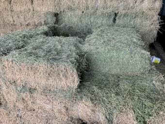 Lucerne Small Square Bales