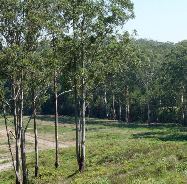 Agistment 60acres Sunshine Coast