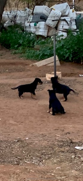 Kelpie Pups