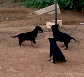 Kelpie Pups