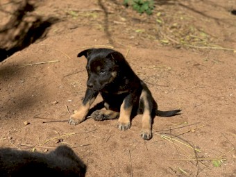 Kelpie Pups