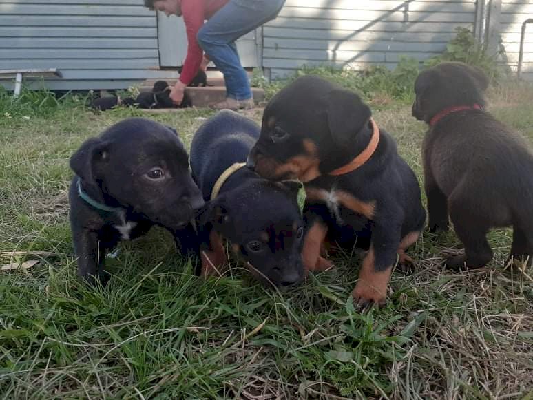 Cattle cross kelpie pups