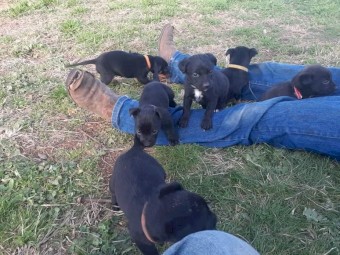 Cattle cross kelpie pups