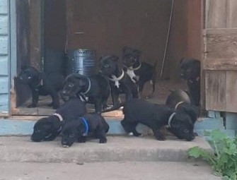 Cattle cross kelpie pups