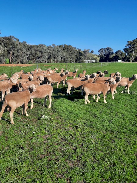 Performance Recorded Poll Dorset Flock Rams