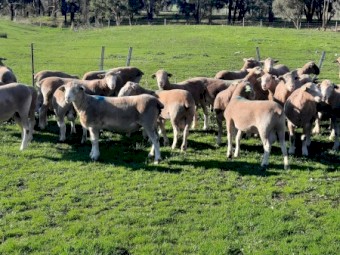 Performance Recorded Poll Dorset Flock Rams