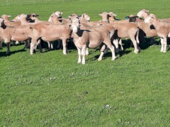Performance Recorded Poll Dorset Flock Rams