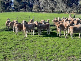Performance Recorded Poll Dorset Flock Rams